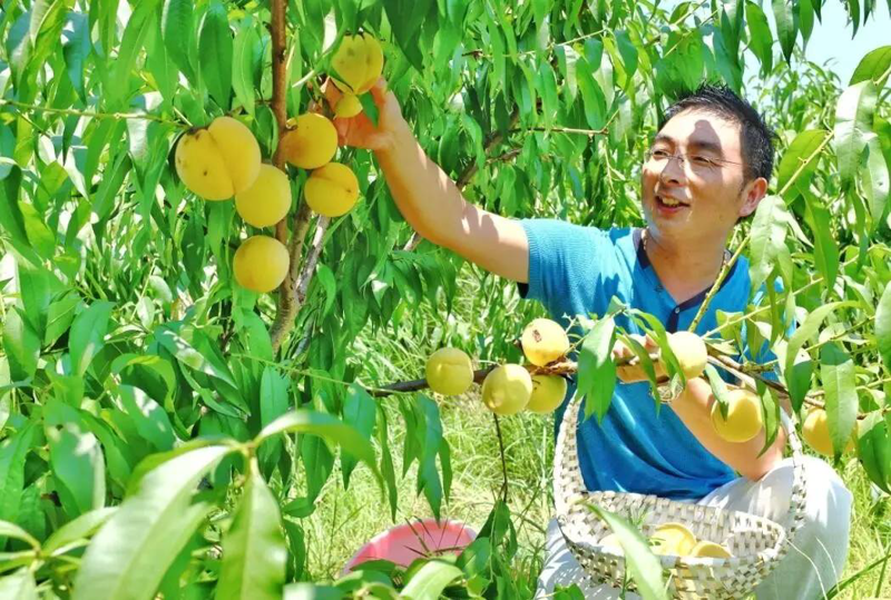东川区种植合作社：农民致富的新航标