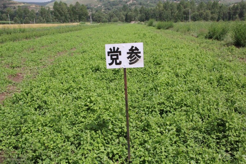 高原蔬菜种植迎来新发展