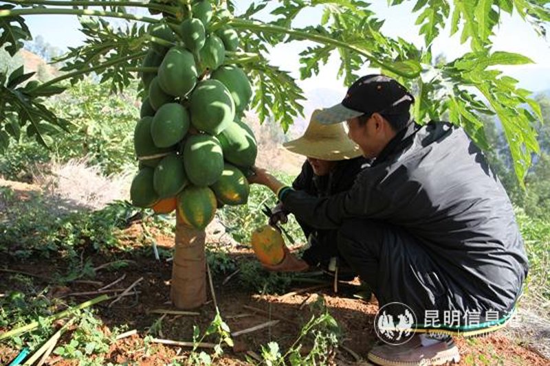 破解水果种植基地常见误区，助力果园增产增收
