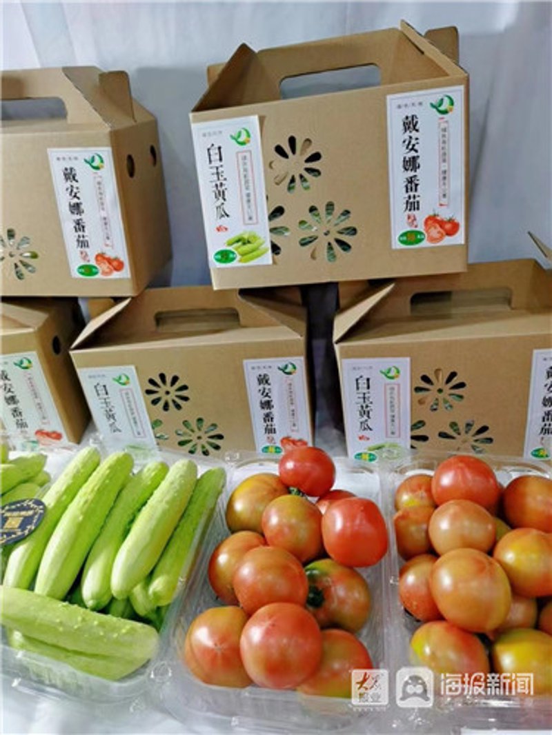 东川区种植合作社：破除种植误区，打造农业新生态