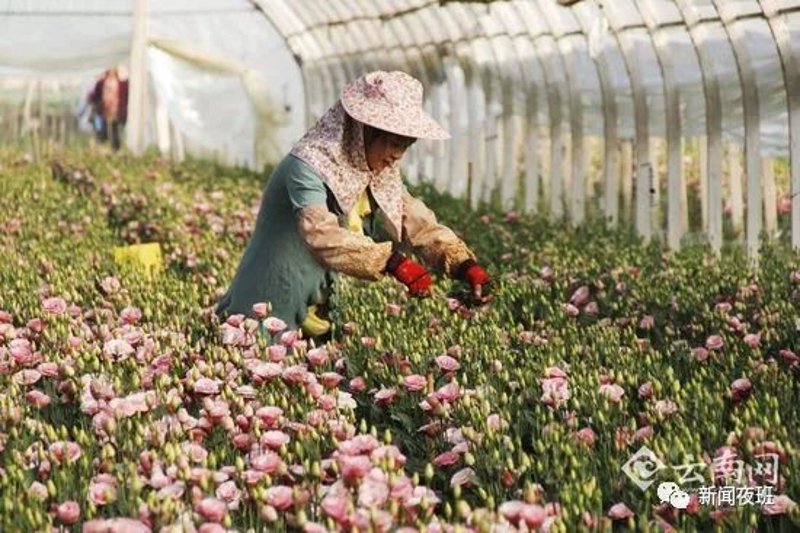 水果种植基地：现代农业的绿洲