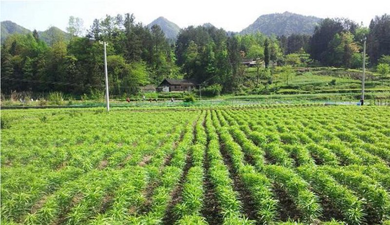 中药材种植选购指南:掌握品质第一的秘密