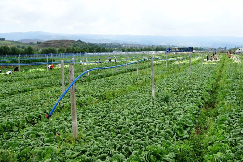 如何打造理想的水果种植基地？