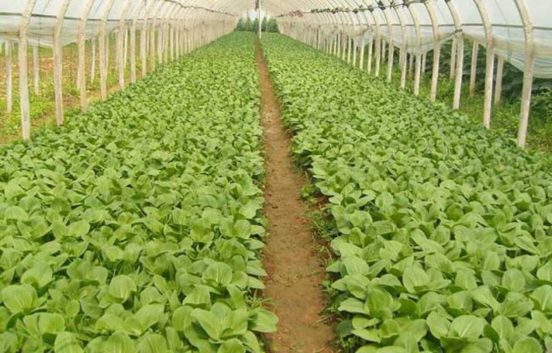 高原蔬菜种植：从低处看远方