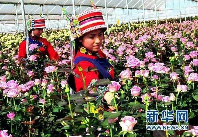 云南昆明种植