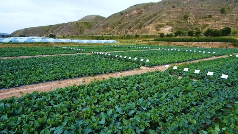 高原蔬菜种植开启绿色产业新篇章